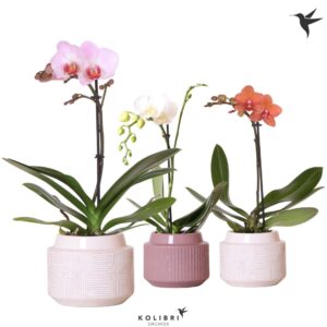 Phalaenopsis mixed 1 spike in Maze white purpel
(5 Plants/Order)(9cmP 40cmH)