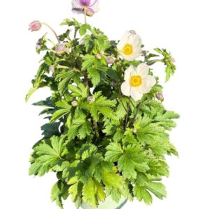 Anemone Wild Sw
(1 Plants/Order)(17cmP 45cmH)