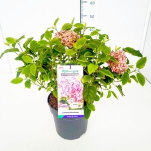 Hydrangea arborescens Hydrangea arb. 'Candybelle ® Bubblegum' 40-50C5
(1 Plants/Order)(22cmP 60cmH)