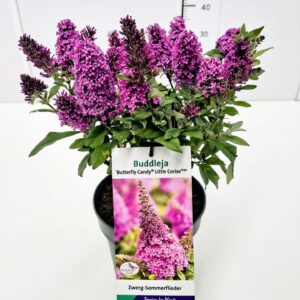 Buddleja Buddleja 'Butterfly Candy Little Cerise' (PBR) 30-40C5
(1 Plants/Order)(23cmP 50cmH)