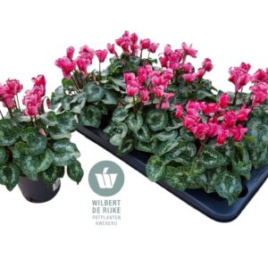 Cyclaman persicum midi Midi+ Victor Cyclamen Midi Victoria Salmon (Cyclaam)
(6 Plants/Order)(12cmP 25cmH)