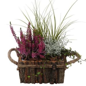 Arrangementen PTHO7673 Arrangement Autumn Outdoor in houten bak rechthoek
(3 Plants/Order)(20cmP 43cmH)