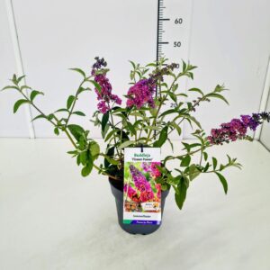Buddleja Buddleja dav. 'Flower Power' C2
(1 Plants/Order)(17cmP 35cmH)