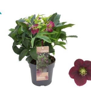 Helleborus Orientalis Early Red 12 cm
(8 Plants/Order)(12cmP 26cmH)