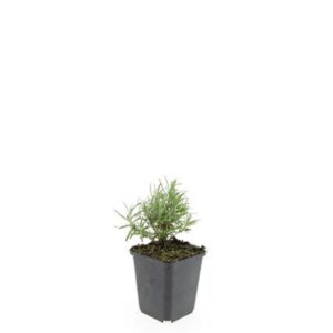 Lavandula angustifolia Hidcote Lavandula ang. 'Hidcote'
(12 Plants/Order)(9cmP 15cmH)