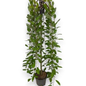 Salix caprea Kilmarnock 110cm stam C5/P23
(1 Plants/Order)(23cmP 150cmH)