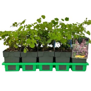 Thalictrum delavayi
(10 Plants/Order)(11cmP 25cmH)