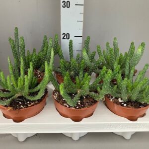 Euphorbia Euphorbia Inermis
(6 Plants/Order)(12cmP 15cmH)