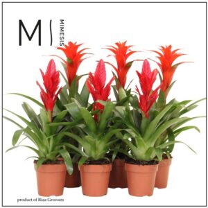 Bromelia Red Mix- 12cm Mimesis
(10 Plants/Order)(12cmP 45cmH)