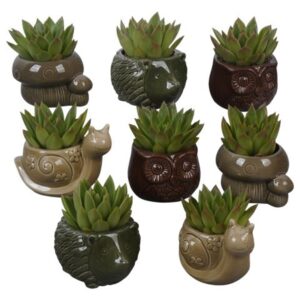 Arrangement kamer PTHI3424 Arrangement Autumn Indoor in diermix
(8 Plants/Order)(12cmP 12cmH)