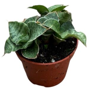 Sansevieria other Snowflake
(20 Plants/Order)(6cmP 5cmH)