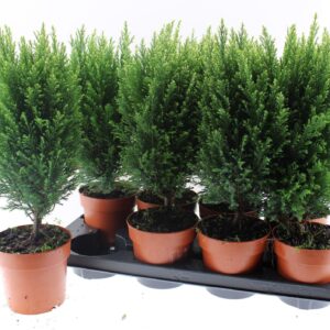 Chamaecyparis Snow Whit
(8 Plants/Order)(13cmP 40cmH)