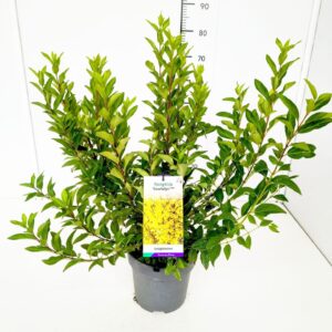 Forsythia intermedia Forsythia int. 'Courtalyn' (Weekend) 50-60C5
(1 Plants/Order)(23cmP 70cmH)