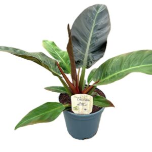 Philodendron Imperial Red
(6 Plants/Order)(17cmP 55cmH)
