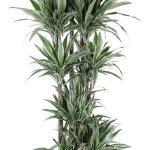 Dracaena Warneckei 150-carrousel
(1 Plants/Order)(40cmP 210cmH)