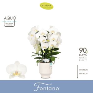Phalaenopsis white more Ripsen Fontano Bellagio 5 spike in Emilia white Aquo
(3 Plants/Order)(12cmP 50cmH)