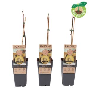 Actinidia deliciosa Golden Kiwi', P15
(10 Plants/Order)(15cmP 50cmH)