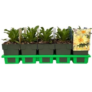 Leucanthemum Banana Cream maximum P11
(10 Plants/Order)(11cmP 25cmH)