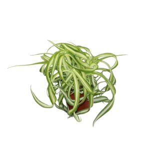Chlorophytum Bonnie comosum
(8 Plants/Order)(12cmP 25cmH)