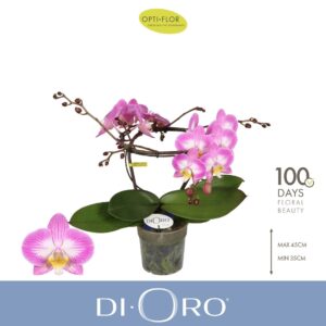 Phalaenopsis other pink (enkele ta Dioro Allure 2 spike
(3 Plants/Order)(12cmP 50cmH)