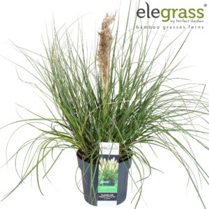 Cortaderia selloana Tiny Pampa
(1 Plants/Order)(19cmP 70cmH)