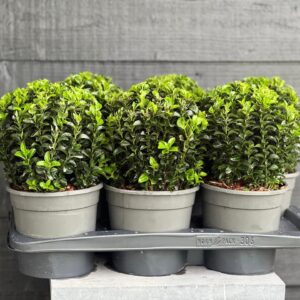 Euonymus japonicus Green Spire ball
(6 Plants/Order)(17cmP 40cmH)