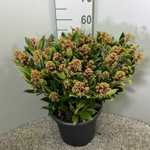 Skimmia japonica 'Rubesta Pink Giant'
(1 Plants/Order)(27cmP 50cmH)