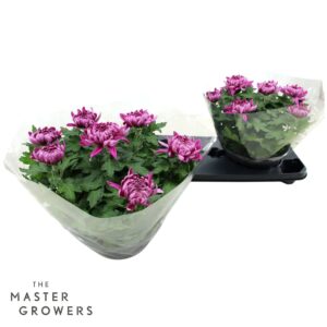 Chrysanthemum Cosmo Purple Deco Schaal purple 23cm 7pp
(2 Plants/Order)(23cmP 32cmH)