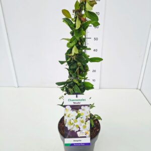 Chaenomeles speciosa Chaenomeles spec. 'Nivalis' 40-50C5
(1 Plants/Order)(22cmP 50cmH)