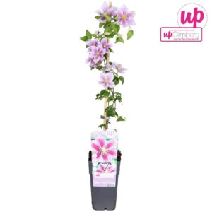 Clematis Piilu
(10 Plants/Order)(15cmP 65cmH)