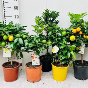 Citrofortunella x microcar Citrus Mixed 3+ Var. on stem
(1 Plants/Order)(19cmP 65cmH)