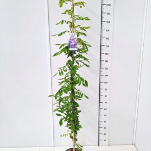 Wisteria other Wisteria brach. 'Okayama' KN150-175C7
(1 Plants/Order)(25cmP 170cmH)