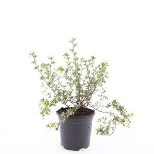 Potentilla Primrose Beauty f.
(8 Plants/Order)(14cmP 25cmH)