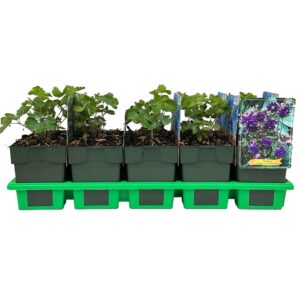 Aquilegia vulgaris Blue Barlow' P11
(10 Plants/Order)(11cmP 25cmH)