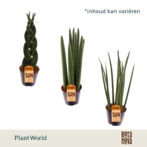 Sansevieria Cylindrica mix P8.5
(12 Plants/Order)(8.5cmP 20cmH)