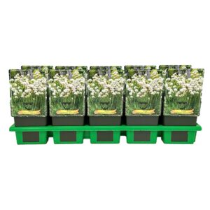Armeria pseudarmeria Ballerina Whit
(10 Plants/Order)(11cmP 25cmH)