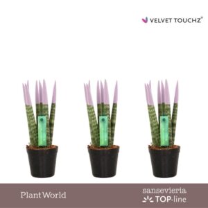 Sansevieria Cylindrica VELVET TOUCHZ® Pastel purple
(20 Plants/Order)(6cmP 18cmH)