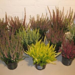 Calluna Beauty-Ladies vulgaris mixkar diverse Colours per kar
(18 Plants/Order)(9cmP 12cmH)