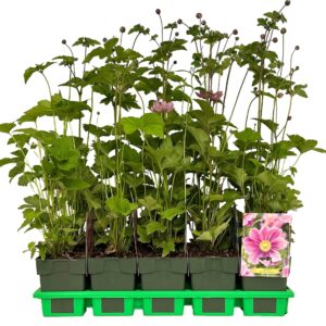 Anemone Serenade P11
(10 Plants/Order)(11cmP 25cmH)
