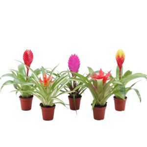 Bromelia Bromini mix
(20 Plants/Order)(5.5cmP 20cmH)