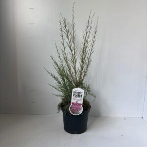 Tamarix ramosissima Pink Cascade
(1 Plants/Order)(19cmP 90cmH)