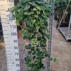 Scindapsus Argyraeus pictus hangplant
(2 Plants/Order)(25cmP 90cmH)