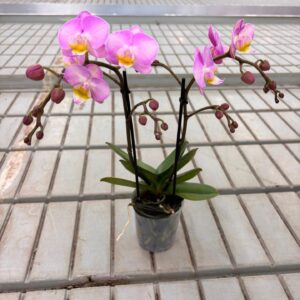 Phalaenopsis Multiflora Sweety P9 Lichtrose 2 spike
(11 Plants/Order)(9cmP 35cmH)