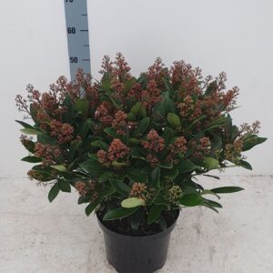 Skimmia japonica Rubella 26 cm 55+ Flower (deco)
(1 Plants/Order)(26cmP 50cmH)