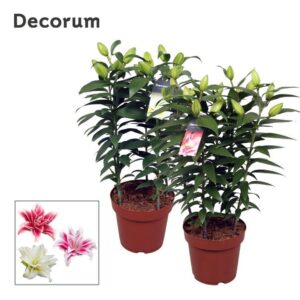 Lilium Roselily mix p19
(5 Plants/Order)(19cmP 55cmH)