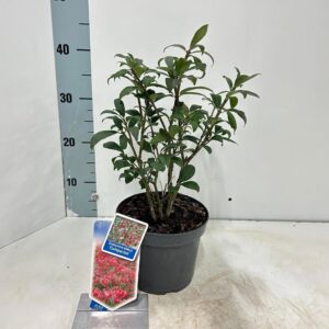 Euonymus alatus Compactus
(1 Plants/Order)(17cmP 35cmH)