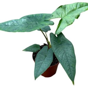 Alocasia Alocasia Sulawesi Green Carpet
(14 Plants/Order)(8cmP 12cmH)