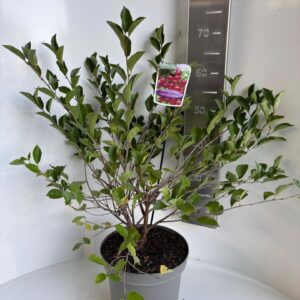 Prunus incisa Carmine Jewel'
(1 Plants/Order)(23cmP 70cmH)