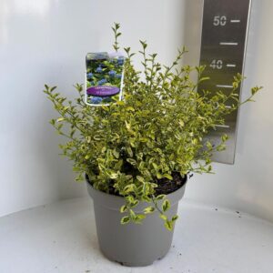 Ceanothus thyrsiflorus El Dorado'
(1 Plants/Order)(23cmP 35cmH)