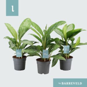 Aglaonema mixed Green Agla mixtray (grootbladig) (Aglaonema) (6 Plants/Order)(17cmP 65cmH)